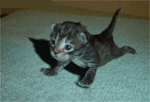 drole de chat